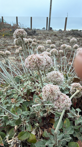 Eriogonum latifolium, photograph 5