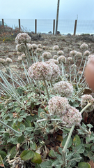 Eriogonum latifolium, photograph (c) harrii, some rights reserved (CC BY)