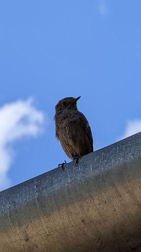 Black Redstart