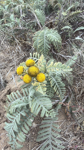 Tanacetum bipinnatum, photograph 4