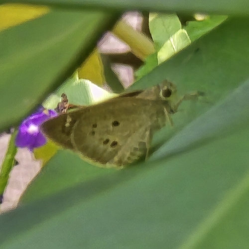 Suastus gremius