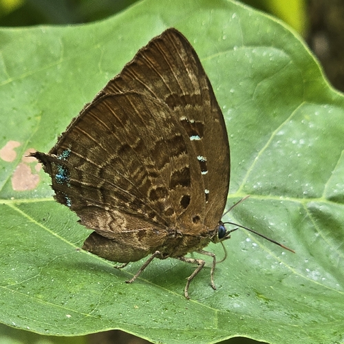 Arhopala centaurus