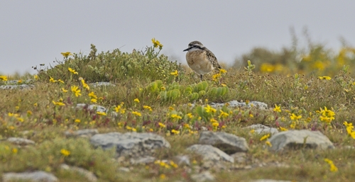 iNaturalist image