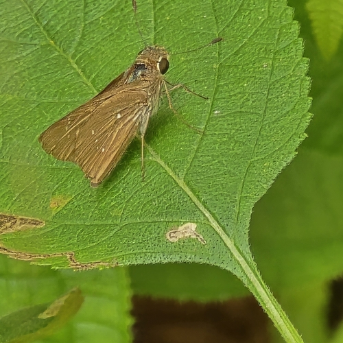 Pelopidas mathias