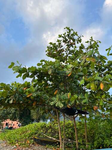 Terminalia catappa