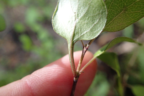Coprosma rubra, photograph 2
