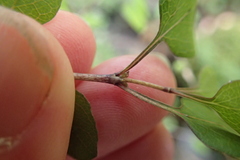 Coprosma rubra, photograph (c) Lorraine Cook, some rights reserved (CC BY)