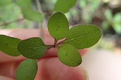 Coprosma rubra, photograph (c) Lorraine Cook, some rights reserved (CC BY)