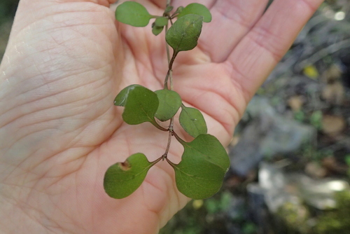 Coprosma rubra, photograph 3