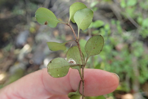 Coprosma rubra, photograph 5