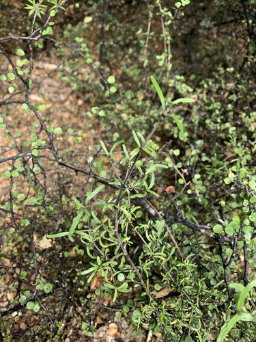 Coprosma colensoi