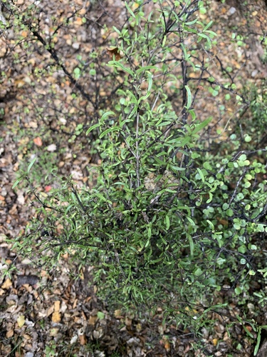 Coprosma colensoi, photograph 2