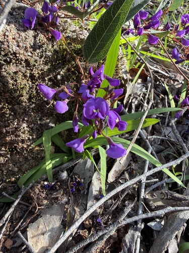 False Sarsaparilla
