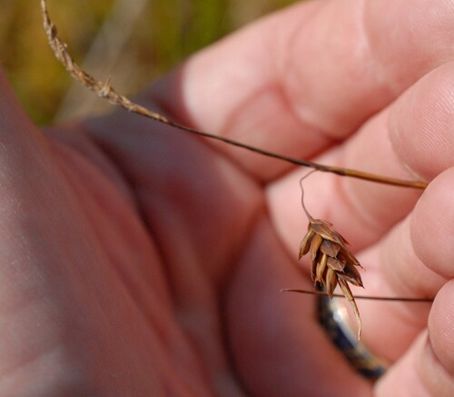 Carex limosa