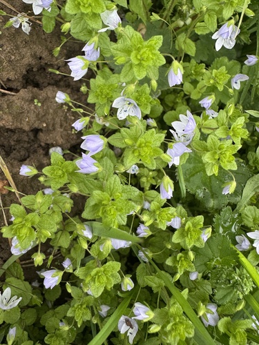 Veronica filiformis