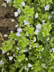 Veronica filiformis