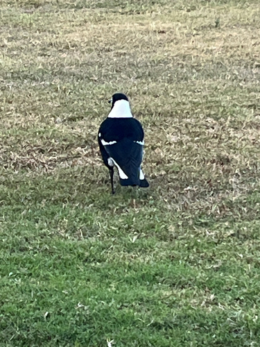 Australian Magpie