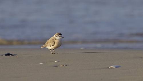 iNaturalist: (c) Daryl de Beer, some rights reserved (CC BY-NC), uploaded by Daryl de Beer iNaturalist image