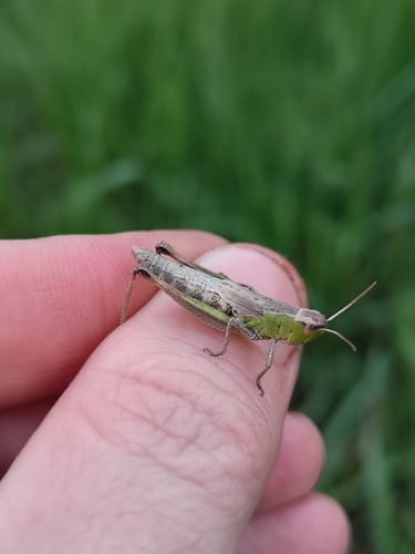 Meadow Grasshopper