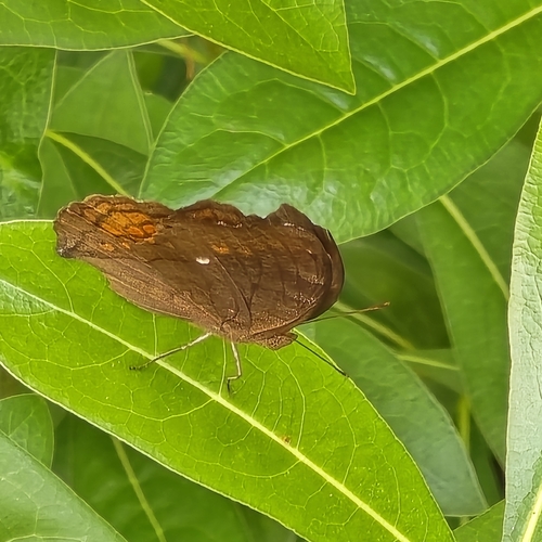 Junonia hedonia