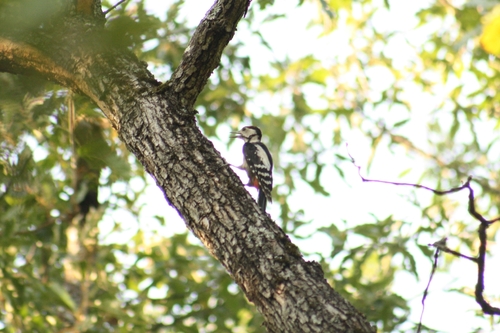 Great Spotted Woodpecker