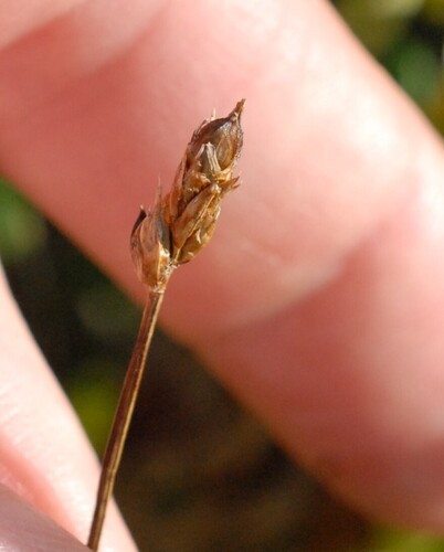 Carex chordorrhiza, photograph 6