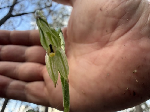 montane leafy greenhood