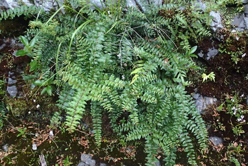 Coriaria sarmentosa, photograph 5