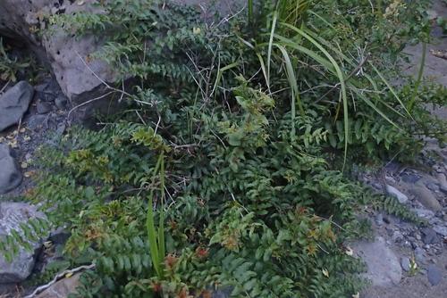 Coriaria sarmentosa, photograph 3