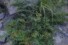 Coriaria sarmentosa, photograph (c) Lorraine Cook, some rights reserved (CC BY)