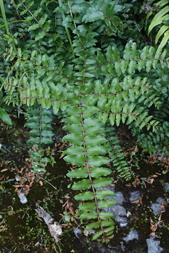 Coriaria sarmentosa, photograph 2