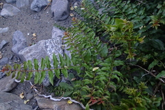 Coriaria sarmentosa, photograph (c) Lorraine Cook, some rights reserved (CC BY)