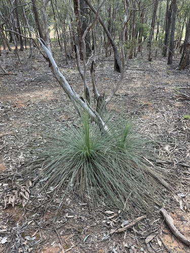 Queensland Grasstree