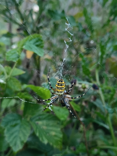 Wasp Spider