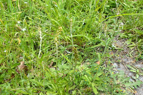 Gamochaeta calviceps, photograph 1