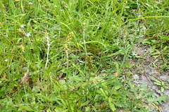Gamochaeta calviceps, photograph (c) Lorraine Cook, some rights reserved (CC BY)
