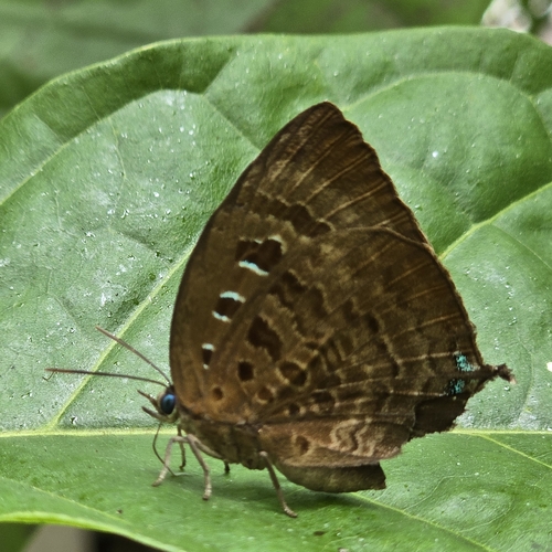 Arhopala centaurus