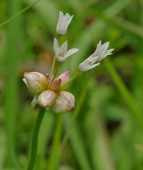 Allium canadense canadense