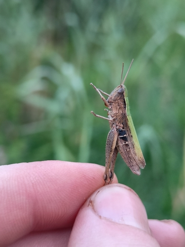 Steppe Grasshopper
