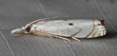 Microcrambus biguttellus