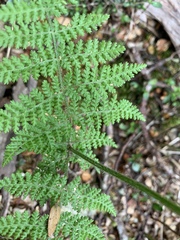 Hypolepis millefolium, photograph (c) Lorraine Cook, some rights reserved (CC BY)