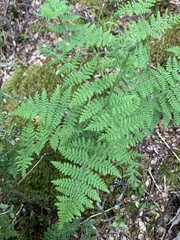 Hypolepis millefolium, photograph (c) Lorraine Cook, some rights reserved (CC BY)