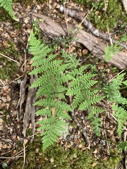 Hypolepis millefolium, photograph (c) Lorraine Cook, some rights reserved (CC BY)