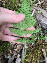 Hypolepis millefolium