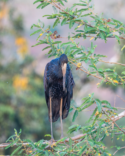 iNaturalist: (c) sw85, some rights reserved (CC BY-NC) iNaturalist image