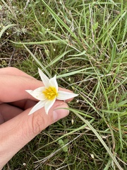 Tulipa biflora