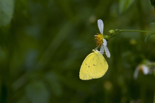 Common Grass Yellow photo 5