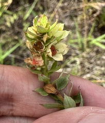 Ludwigia suffruticosa, photograph (c) Ashwin Srinivasan, some rights reserved (CC BY)