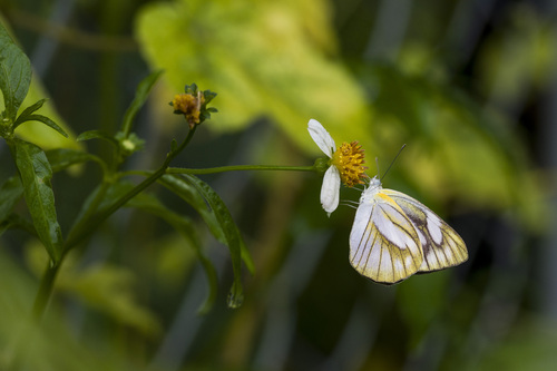 Striped Albatross photo 6