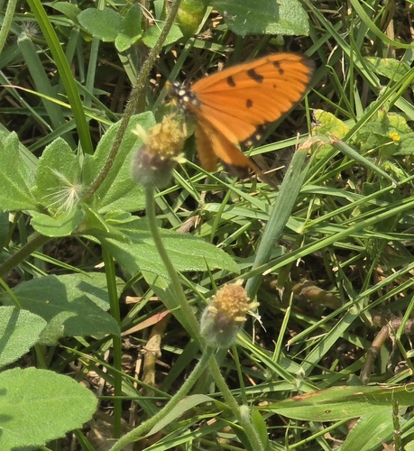 Acraea terpsicore